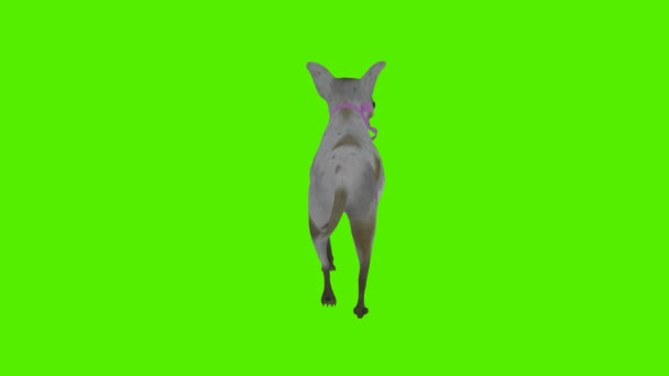 Візуалізація Зеленого Екрану Анімація Ключа Ізольовані Сірий Собака Йде Ззаду — стокове відео