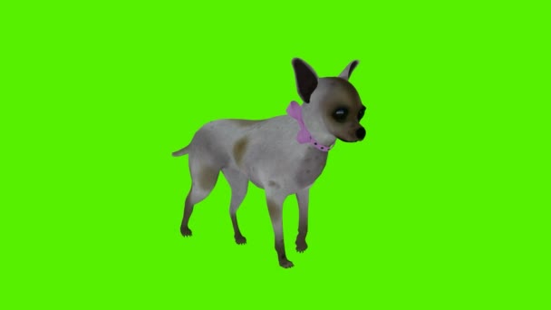 Рендеринг Зеленый Экран Хрома Ключ Анимации Изолированный Серый Пес Ходьба — стоковое видео
