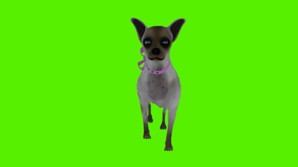 Renderowania Zielony Ekran Chroma Klucz Animacja Izolowany Gray Pies Spaceru — Wideo stockowe