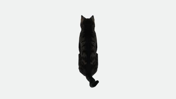 Render Green Screen Chroma Key Animation Isolated Sitting Cat Back — Stock Video