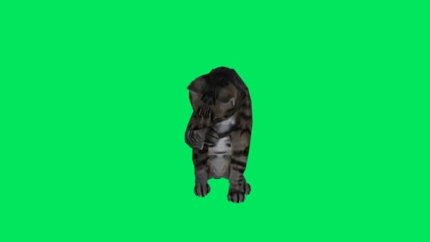 3Dレンダリンググリーンスクリーンクロマキーアニメーションフロント角度から座って隔離された黒猫 — ストック動画