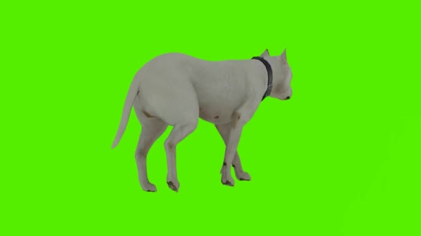 3D渲染绿色屏幕彩色键动画隔离白色狗从三角形的角度行走 — 图库视频影像