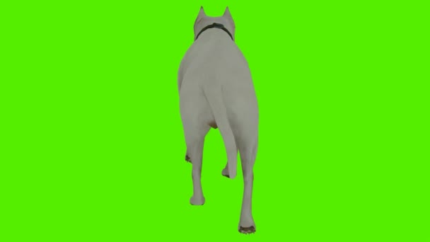 3Dレンダリング緑色のスクリーン クロマキーアニメーション 背面角度から歩く隔離された白い犬 — ストック動画