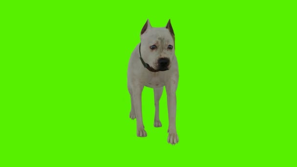 Renderizar Tela Verde Chroma Animação Chave Isolado Cão Branco Andando — Vídeo de Stock