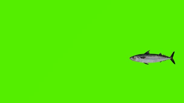 Göra Grön Skärm Kroma Nyckel Animation Isolerad Razorfish Simma Från — Stockvideo