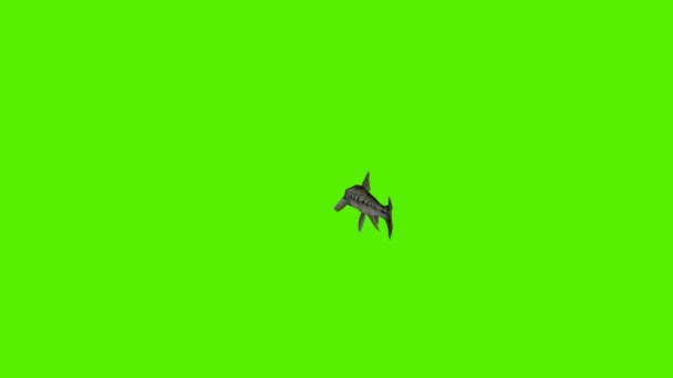 Renderowania Zielony Ekran Chroma Klucz Animacja Izolowane Ryby Pływanie Tyłu — Wideo stockowe