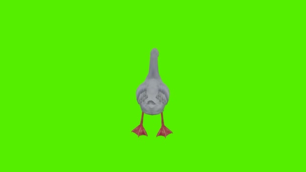 3D渲染绿色屏幕彩色键动画隔离白天鹅从背角游泳 — 图库视频影像