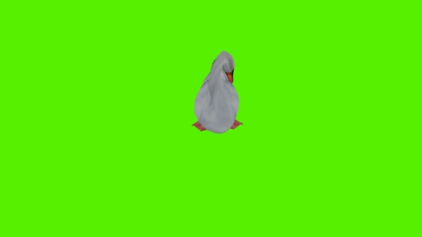 3D渲染绿色屏幕彩色键动画隔离白天鹅从高角游泳 — 图库视频影像