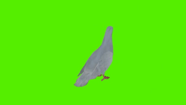 Boyutlu Yeşil Ekran Krom Anahtar Animasyonu Izole Edilmiş Beyaz Güvercin — Stok video