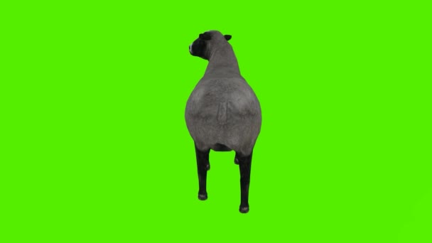 3D渲染绿色屏幕彩色键动画隔离黑羊和灰羊摇头站立姿势从后面的角度 — 图库视频影像