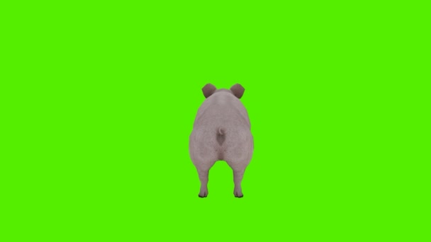 3D渲染绿色屏幕彩色键动画隔离可爱的猪从后面的角度摇尾巴 — 图库视频影像