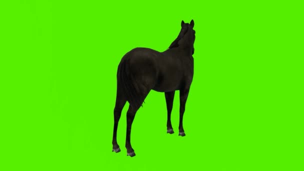 Render Layar Hijau Animasi Kunci Kroma Terisolasi Black Horse Dahi — Stok Video