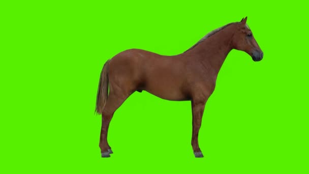 Render Tela Verde Chroma Animação Chave Isolado Cavalo Marrom Sendo — Vídeo de Stock