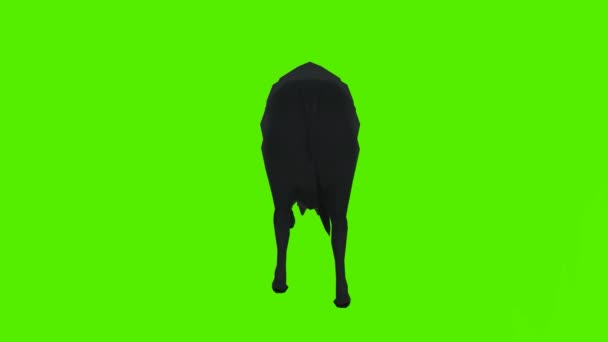 Render Tela Verde Croma Animação Chave Isolado Vaca Negra Comer — Vídeo de Stock