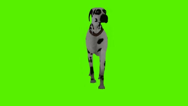 Render Tela Verde Chroma Animação Chave Isolado Cão Branco Branco — Vídeo de Stock