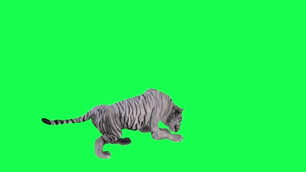 饥饿的亚洲虎在绿色屏幕上从背角吃猎物3D人行走背景彩色键视觉效果动画 — 图库视频影像
