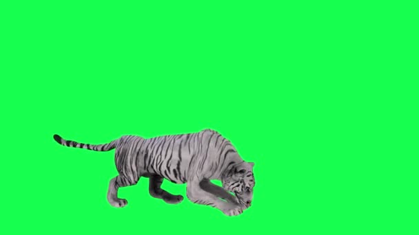 Hladový Asijský Tygr Jíst Kořist Levého Úhlu Zelené Obrazovce Lidé — Stock video