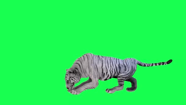 Éhes Ázsiai Tigris Eszik Zsákmány Derékszögből Zöld Képernyőn Emberek Séta — Stock videók