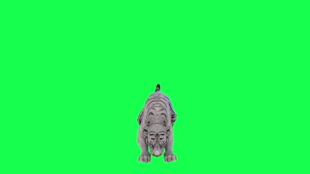 緑の画面上の反対の角度から獲物を食べる飢えたアジアの虎 人歩く背景クロマキービジュアル効果アニメーション — ストック動画