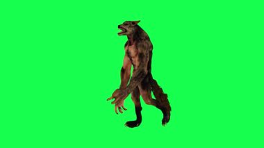 3D korkunç animasyon kurtadam dik açıyla yürüyor izole edilmiş yeşil ekran karakteri tatlı kroma anahtar arka plan animasyonu