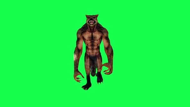 Miedo Animado Hombre Lobo Caminar Ángulo Frontal Aislado Pantalla Verde — Vídeos de Stock