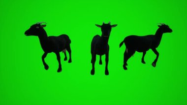 Krom yeşil ekranın görsel efektlerini görselleştirmek için üç farklı açıdan kara keçinin 3 boyutlu animasyonu. İnsanlar krom anahtar arka plan animasyonu erkek ve kadın yürüme konuşmaları.