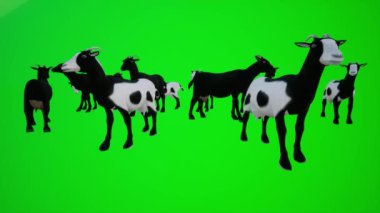 Krom yeşil ekranın görsel efektlerini görselleştirmek için üç boyutlu siyah beyaz keçi sürüsü animasyonu. 3 boyutlu insanlar daha kırmızı renkli arka plan animasyonu erkek ve kadın yürüme konuşmaları.
