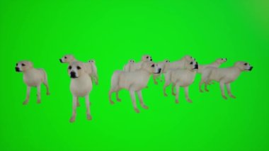 Bir çiftlikteki köpek sürüsünün 3 boyutlu animasyonu. Kapalı ve açık hava sahneleri için farklı açılar. Krom anahtar yeşil ekran.