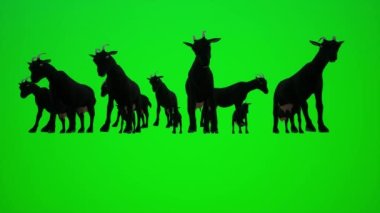 Sahra 'nın aşağısındaki bir çiftlikteki siyah keçi sürüsünün 3 boyutlu animasyonu. Krom anahtar yeşil ekranın iç ve dış görüntüsü. 3 boyutlu insanlar daha kırmızı renkli krom arka plan animasyonu erkek ve kadın yürüme konuşmaları.