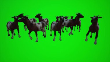 Beyaz kahverengi keçi sürüsünün 3 boyutlu animasyonu. Kapalı ve açık alanda çekilen krom yeşil ekran sahneleri için düşük açılı bir çayırda yaşayan keçi sürüsü. 3 boyutlu insanlar daha kırmızı renkli krom arka plan animasyonu erkek ve kadın yürüyüşleri hakkında konuşuyorlar.