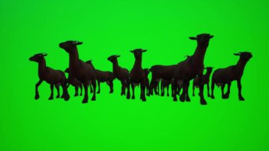 Üç boyutlu bir kahverengi keçi sürüsünün kapalı ve açık hava sahneleri için yüksek açılı bir çiftlikte canlandırılması. Krom yeşil ekran. İnsanlar daha kırmızı renkli arka plan animasyon adamı ve kadın yürüyüşü konuşmaları.