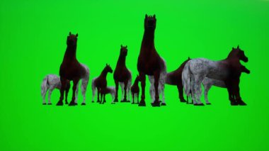 Çöldeki bir grup atın 3 boyutlu animasyonu. Krom yeşil ekran 3D insanlar. Kırmızı renkli arka plan animasyonu.