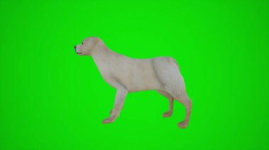 Sekiz boyutlu 3D animasyon. Tekerlekli sandalyedeki bir adam Avrupa ve Amerika sokaklarında hareket ediyor. Krom anahtar yeşil ekranın üç köşesinden. 