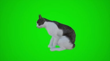 Sekiz boyutlu 3D animasyon. Tekerlekli sandalyedeki bir adam Avrupa ve Amerika sokaklarında hareket ediyor. Krom anahtar yeşil ekranın üç köşesinden. 