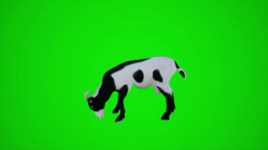 Yeşil ekran çiftliğindeki siyah beyaz bir keçinin 3 boyutlu animasyonu. İnsanlar daha kırmızı renkli arka plan animasyonu erkek ve kadın yürüyüş konuşması.