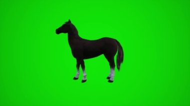 Sekiz boyutlu 3D animasyon. Tekerlekli sandalyedeki bir adam Avrupa ve Amerika sokaklarında hareket ediyor. Krom anahtar yeşil ekranın üç köşesinden. 