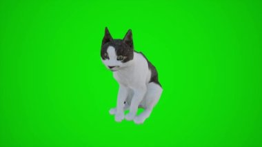 Yeşil ekranın üç köşesinden siyah-beyaz bir kedinin 3 boyutlu animasyonu. 3 boyutlu insanlar daha kırmızı renkli arka plan animasyonu. Kadın ve erkek yürüyor.