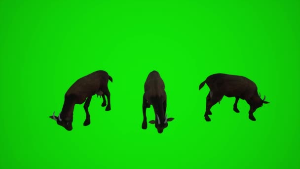 Animação Uma Cabra Marrom Fêmea Três Ângulos Diferentes Para Visualizar — Vídeo de Stock