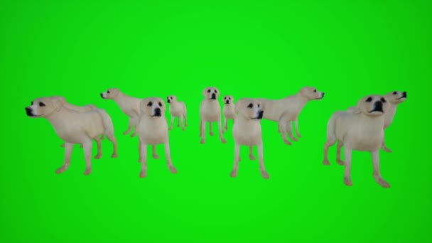 Animação Uma Manada Cães Uma Fazenda Alto Ângulo Para Interior — Vídeo de Stock