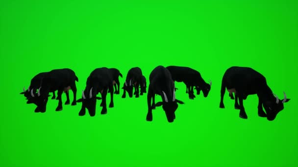 Animation Troupeau Chèvres Noires Dans Une Ferme Faible Angle Pour — Video
