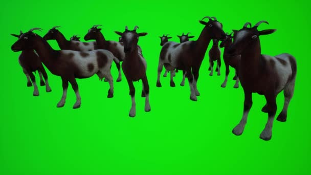 屋内と屋外のシーンクロマグリーンスクリーン3Dの人々赤いクロマキー背景アニメーション男と女性の散歩話のための低角度の山の白い茶色ヤギの群れの3Dアニメーション — ストック動画