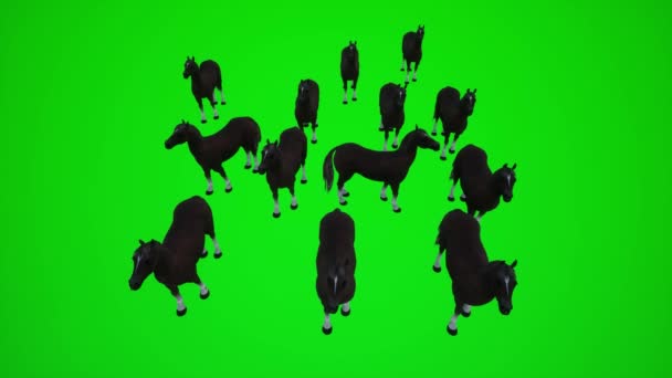 Animación Grupo Caballos Una Granja Vista Superior Croma Pantalla Verde — Vídeo de stock