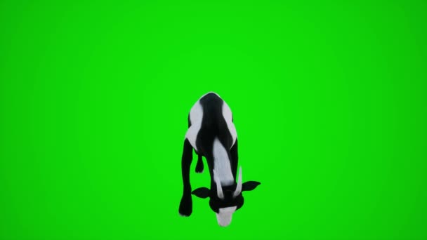 黑白山羊3D动画前景彩色绿幕内 外场景3D动画3D人红褐色背景动画男男女女散步谈话 — 图库视频影像