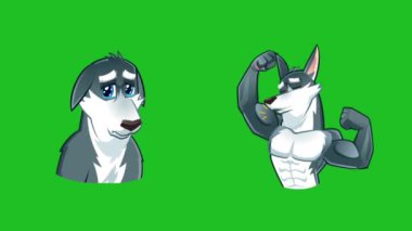 Komik bir çizgi film karakteri ve kurt çıkartması kaslarını gösteriyor ve üzgün bir kurt 2.5 boyutlu yeşil ekran renkli animasyon arka planında ağlıyor..