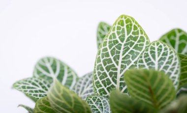 Close up macro nature exotic bright green leave texture tropical little nerve plant in soft light blurred white background.Leaf botanical desktop wallpaper,website cover backdrop.