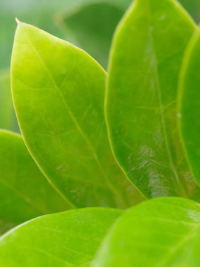Close-up macro soft focus fresh green leaves  background.Healthy natural organic product,environment or ecology poster backdrop,nature spring summer desktop wallpaper,website banner cover design.