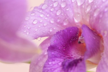 Close-up macro soft focus water drop on petal purple orchid flowers tropical forest plant blossom pink pastel background.nature spring flora desktop wallpaper,spa banner poster, website cover design.