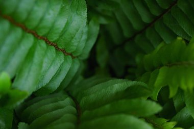 Close-up macro bright green leaves fern texture tropical forest plant in soft focus background.Biology leaf botanical desktop wallpaper,website cover backdrop,ecology or environment banner concept.