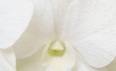 Close-up macro soft focus water drop on petal white orchid flowers tropical forest plant blossom background.Nature spring flora desktop wallpaper,spa banner poster, website cover design.
