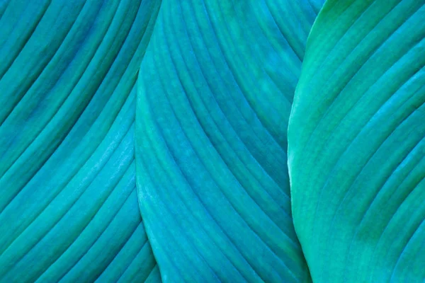 Close-up macro nature exotic bright blue green leave texture tropical Jungle plant spathiphyllum cannifolium in dark background.Curve leaf floral botanical desktop wallpaper,website cover backdrop.